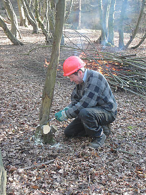 coppicing