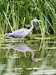 grey heron