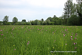 meadow, May 2018